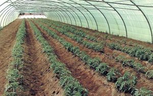 plant-204