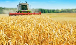 Combine,Harvester,Harvests,Ripe,Wheat.,Agriculture