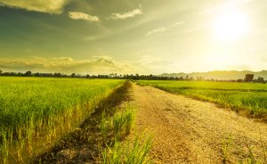 Beautiful,Green,Young,Rice,Field,,Local,Soil,Road,,Morning,Golden
