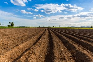 Rows,Of,Soil,Before,Planting.,Furrows,Row,Pattern,In,A