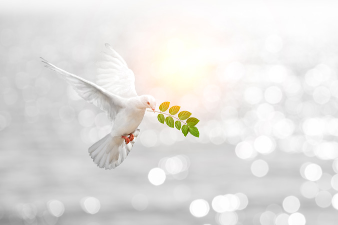 Dove,Carrying,Leaf,Branch,And,International,Day,Of,Peace,2017.world