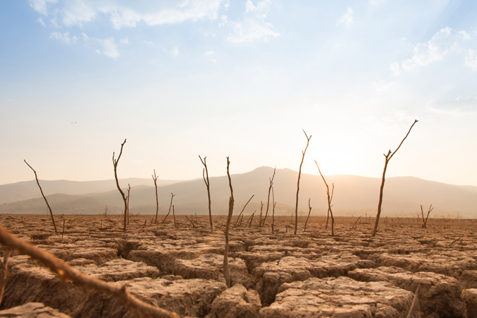 Dead,Trees,On,Drought,And,Cracked,Land,At,Dry,River