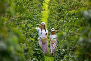 Mom,And,Daughter,Picking,Up,Coffee,Beans,In,A,Coffee