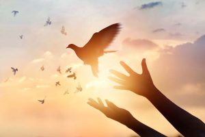Woman praying and free bird enjoying nature on sunset background