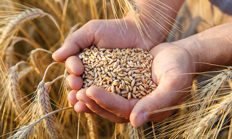 The,Hands,Of,A,Farmer,Close-up,Holding,A,Handful,Of