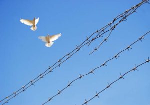 Two,Doves,In,Sky,Around,Barbed,Wire